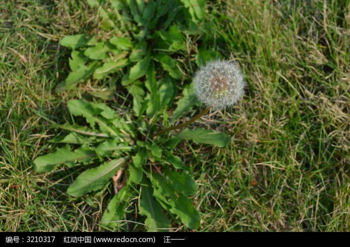 蒲公英.jpg