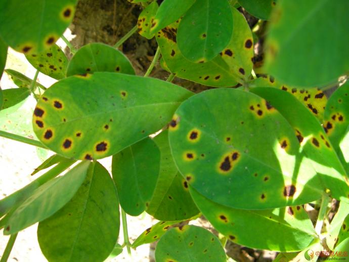 叶斑病.jpg